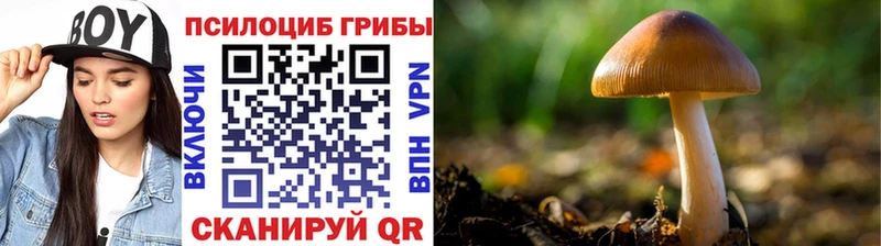 Купить где  Адыгейск  Псилоцибиновые грибы Magic Shrooms 